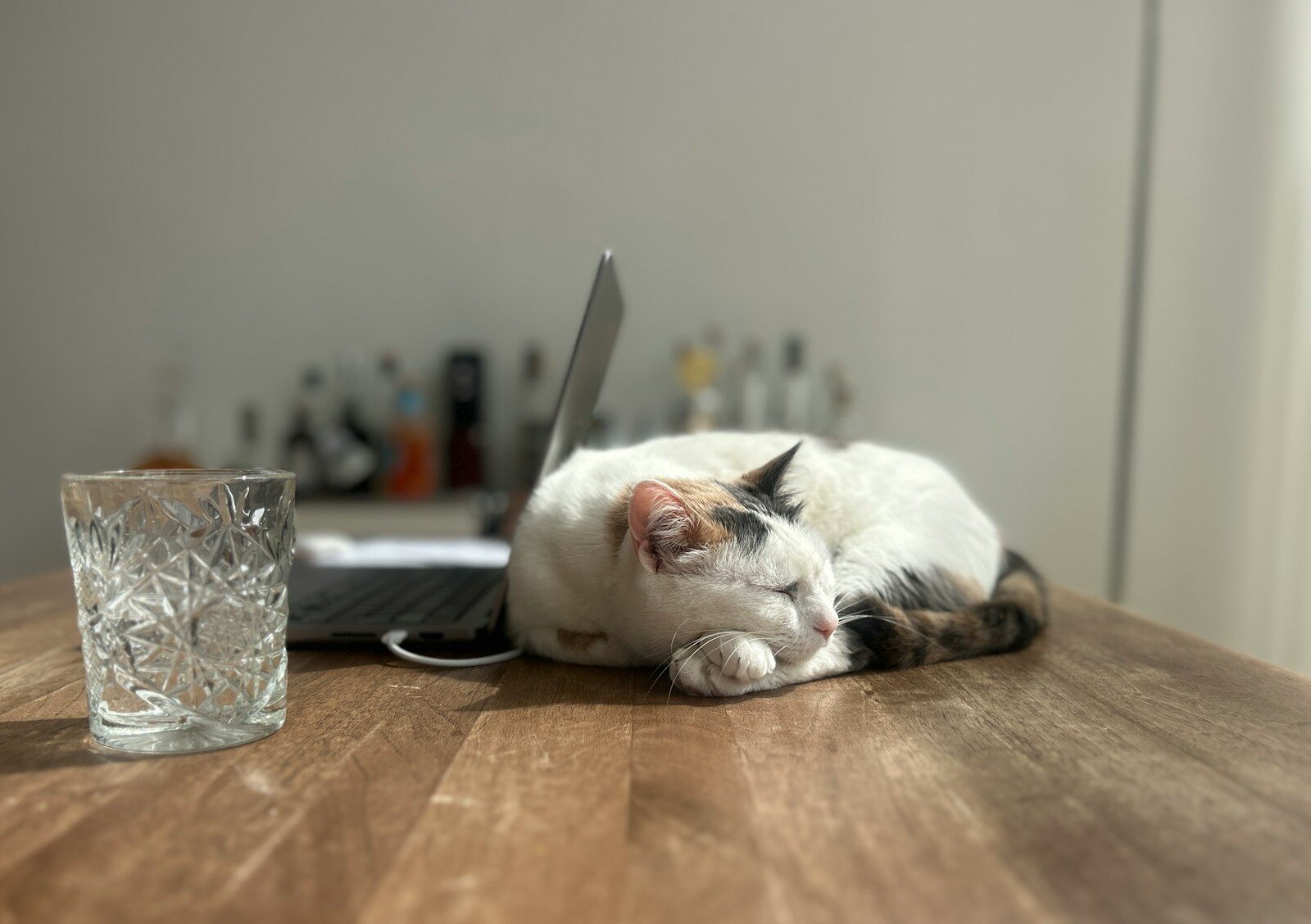 A cat sleeps on a desk next to a glass.